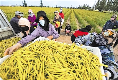     村民們在種植基地采摘黃花菜。