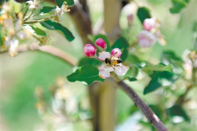 <p>　　岸邊蘋果花爭相吐蕊，引來蜜蜂采蜜忙。</p>