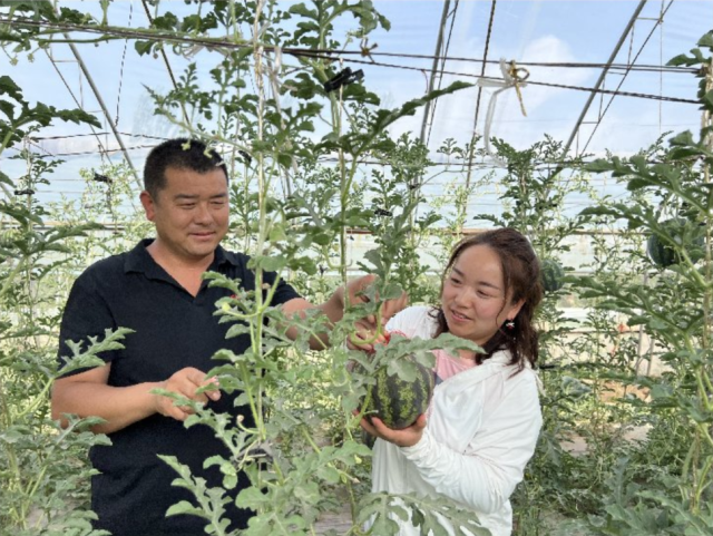 平羅縣姚伏鎮(zhèn)甜瓜新鮮上市
