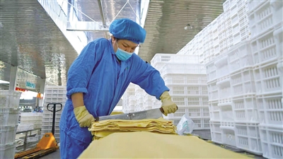 <p>　　寧夏興豆緣豆制品有限公司工人正在切割豆皮。</p>