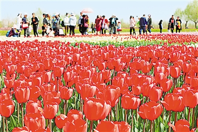    紅色——銀川花博園里盛開的郁金香紅似火焰。寧夏把良好生態(tài)環(huán)境作為最普惠的民生福祉，還百姓綠水青山，不斷滿足人民日益增長的優(yōu)美生態(tài)環(huán)境需要。                 本報(bào)記者 馬楠 攝