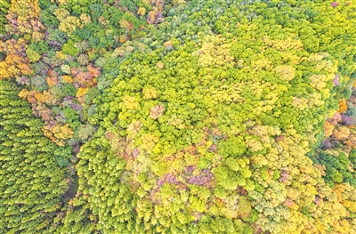 秋高氣爽，六盤山層林盡染。