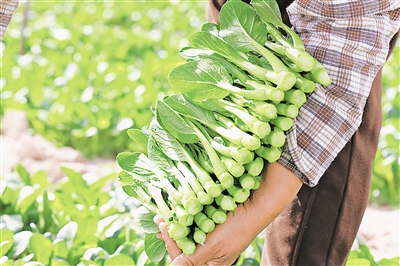     賀蘭縣產(chǎn)的菜心暢銷(xiāo)區(qū)內(nèi)外。